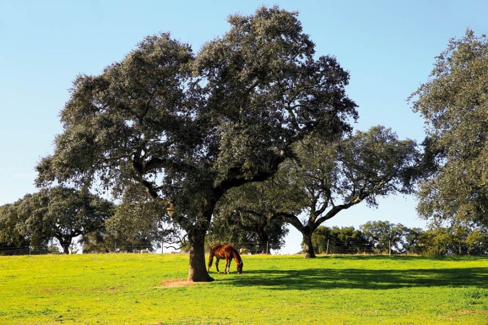 sair-montemor-o-novo_26770677_binary_gi281216paulospranger62865