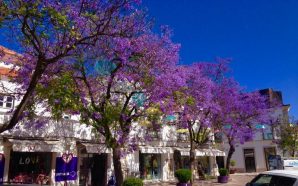 Festa da Flor Setúbal 2017