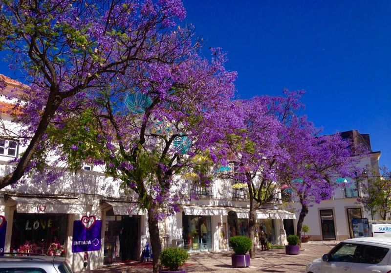 Festa da Flor Setúbal 2017