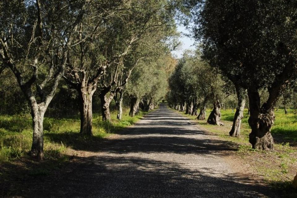 Tapada da Ajuda_resultado