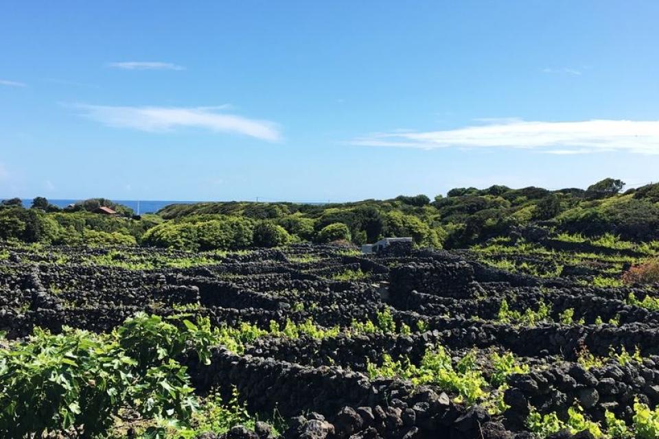 Vinhas Biscoitos 3 – JMS_resultado