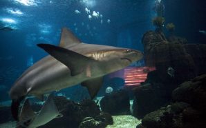 Oceanário de Lisboa melhor aquário do mundo