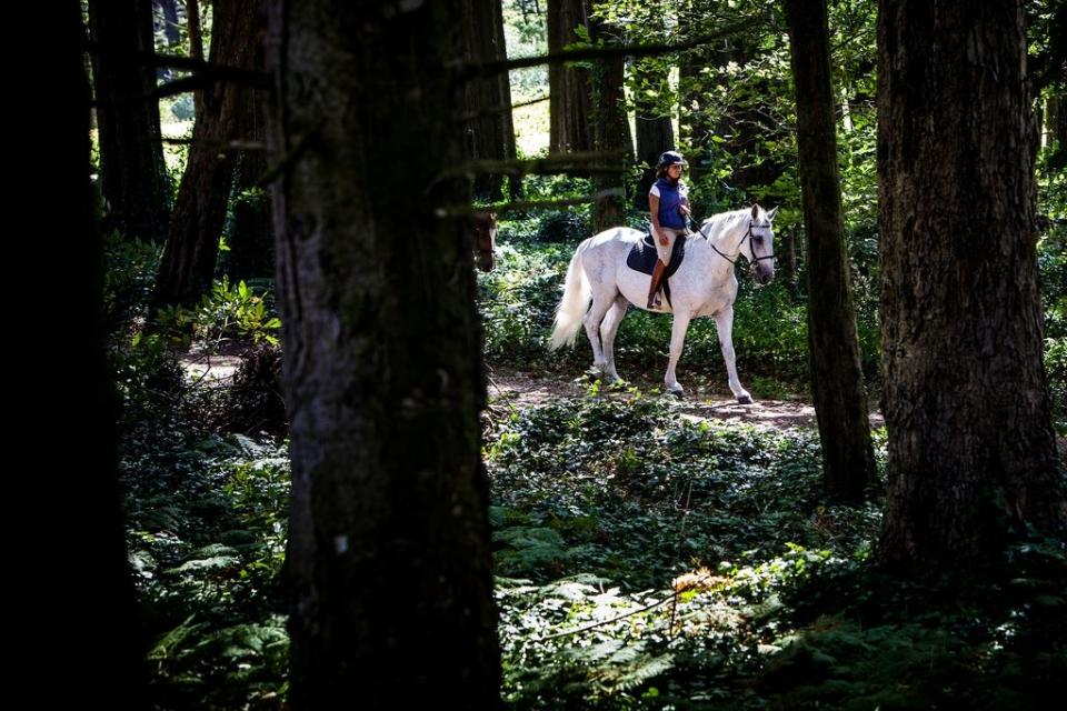 Passeios de cavalo pelo Parque da Pena.