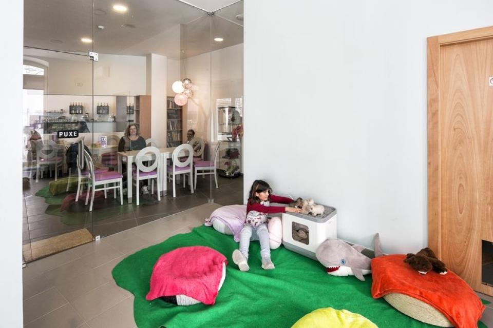 Pet & Tea – Cat Caf