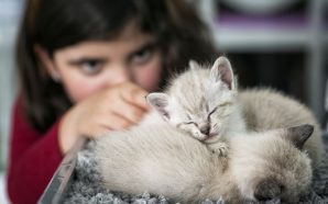 Pet & Tea Uma doçura de café com gatos na Baixa de Coimbra