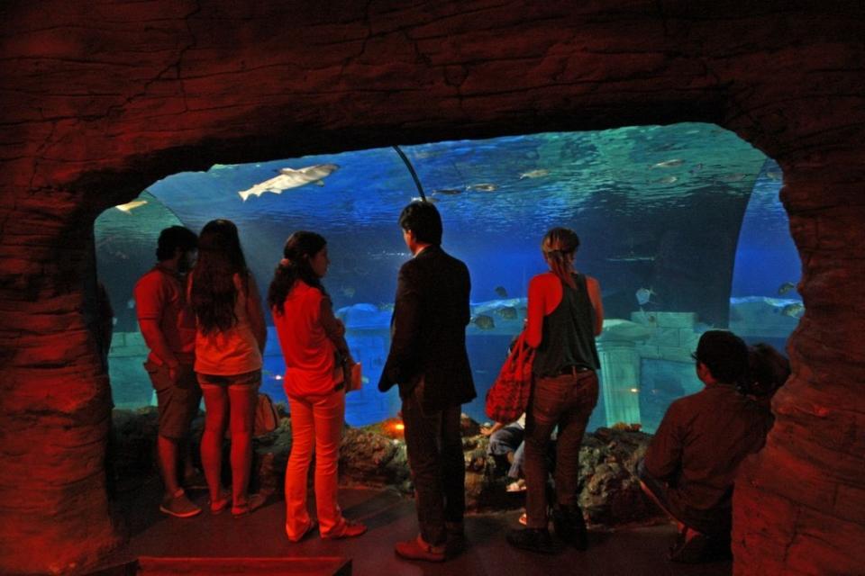 Aniversário do Sea Life Porto