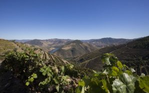 Quinta de la Rosa abre os portões a quem quiser vindimar