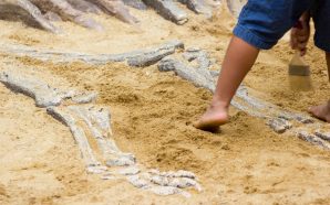 Família: dinossauros e fósseis para ver em novembro