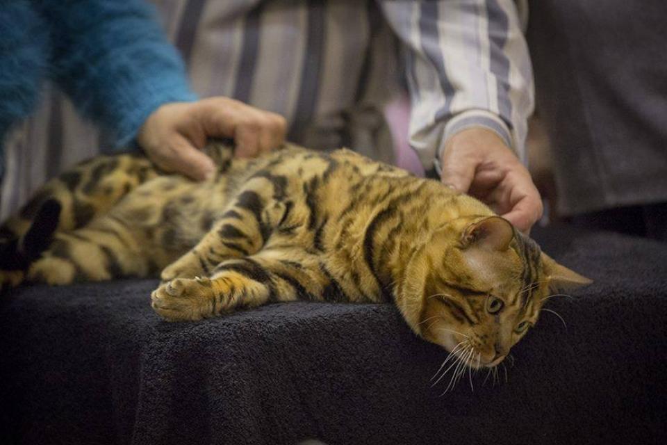 12661766_948170501931443_1699112749808821146_n