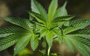 Cidade portuguesa entre as melhores para amantes de marijuana