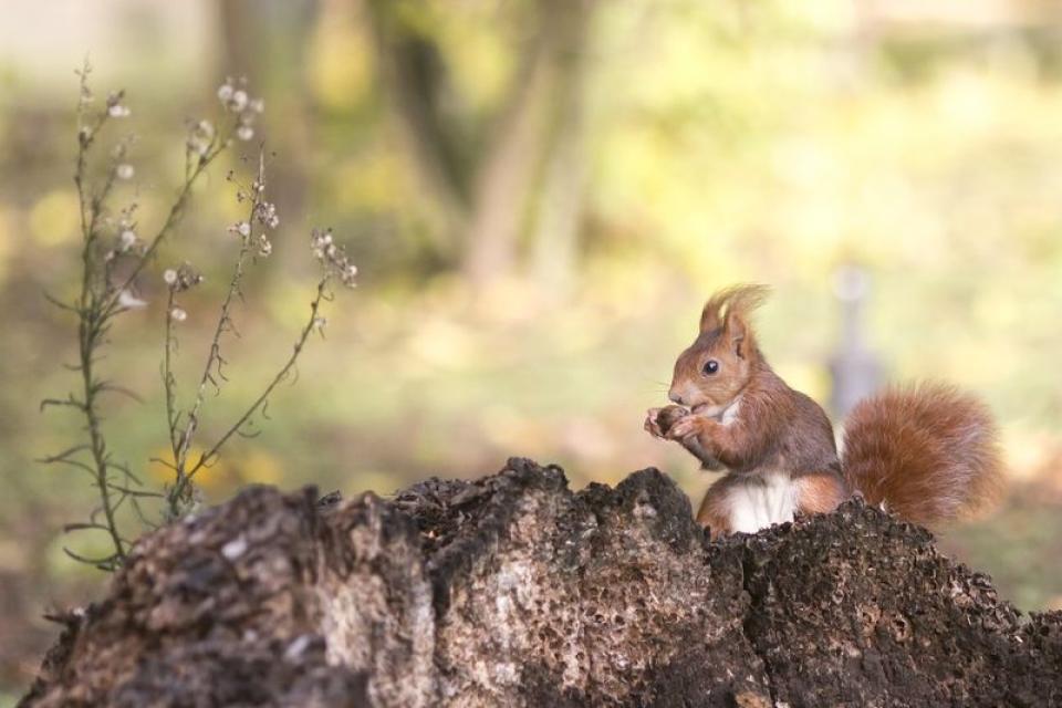 Esquilo-vermelho (Sciurus vulgaris)_2_resultado