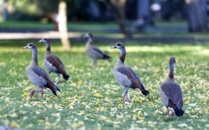 Doces, história, arte e natureza numa rua lisboeta
