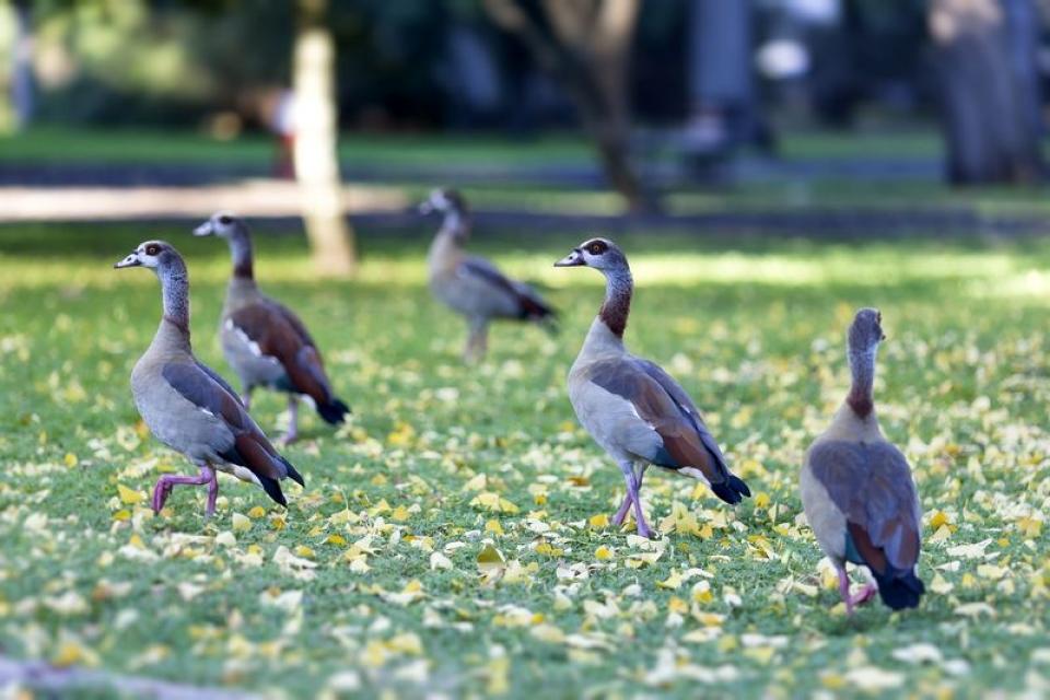 Ganso-do-egipto (Alopochen aegyptiaca)_resultado