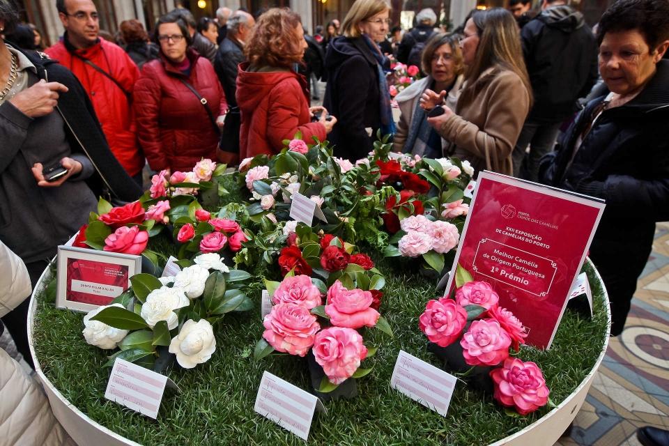 XXII Exposição de Camélias do Porto