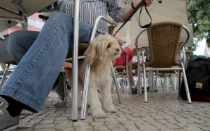 Saiba em que dia os animais podem entrar nos restaurantes