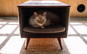 Porto dos Gatos: Abriu um cat café no Bonfim