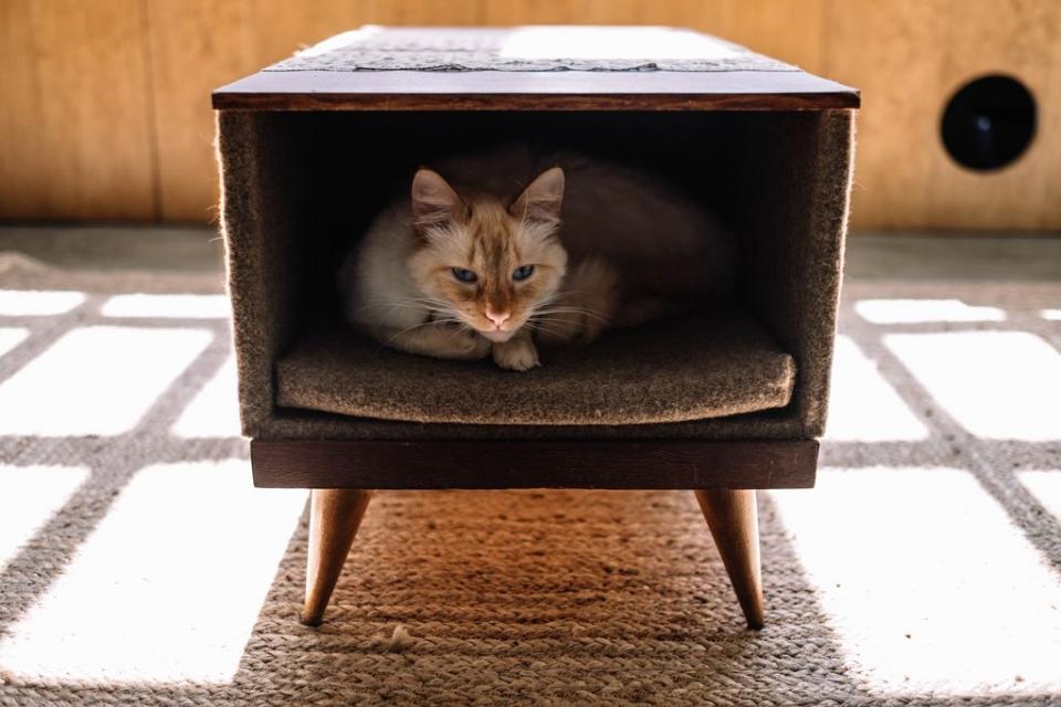 Restaurante vegetariano Porto dos Gatos, na cidade do Porto.