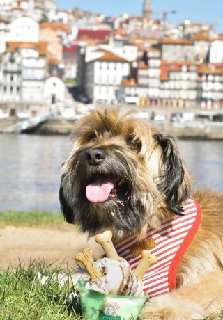 Publicidade_gelados_caes (3)