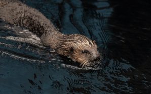 Lontras resgatadas ganham nova casa no Oceanário de Lisboa