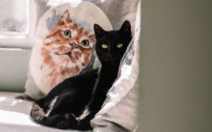 Uma avenida no Porto cheia de sabores e história