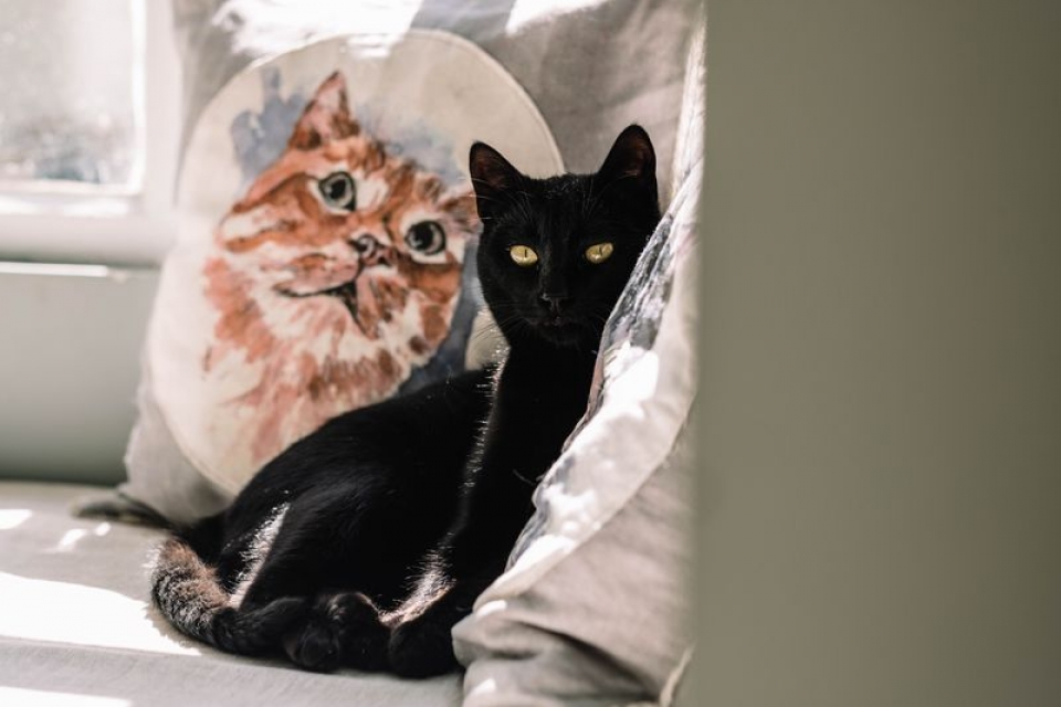 Restaurante vegetariano Porto dos Gatos, na cidade do Porto.