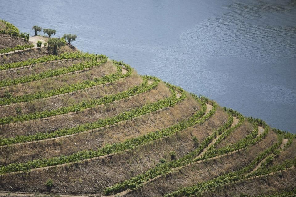 21686100_BINARY_GI02062015RuiFerreira000001