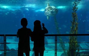 Lisboa: locais frescos e culturais para refrescar e aprender