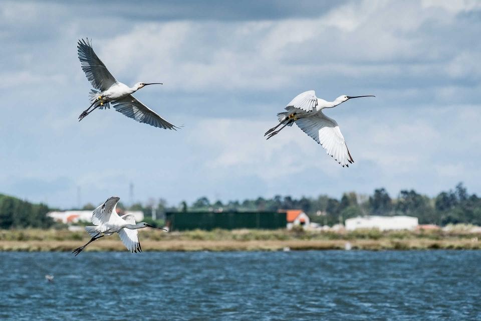 Birdwatching na Herdade da Mourisca
