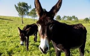 Há um refúgio de natureza com animais a 20 minutos de Lisboa