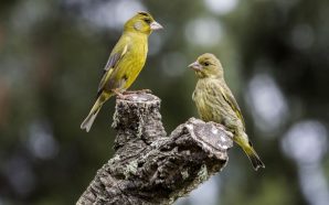 Sagres: vem aí um festival para observar aves