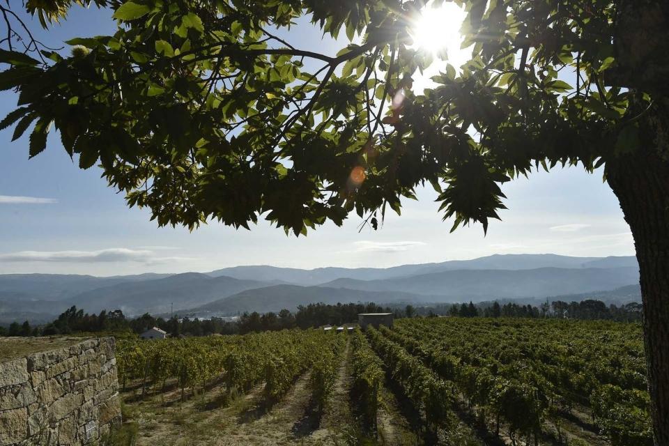 110 anos Vinhos Verdes