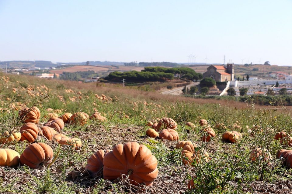 Piza e hambúrguer de abóbora? Sim, na Lourinhã