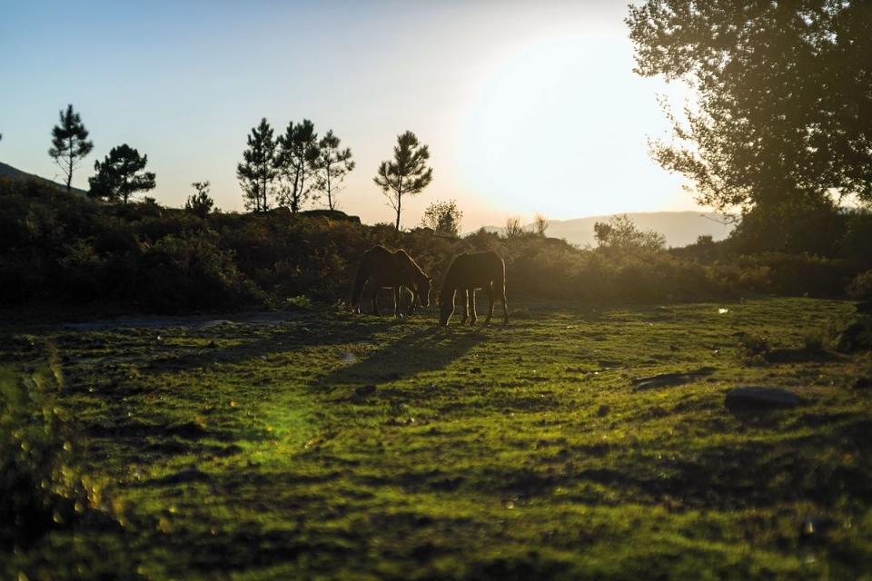 Arcos de Valdevez: Quinta da Lamosa – Roteiro e actividades.