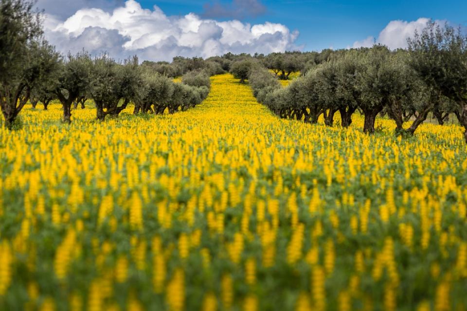 shutterstock_620355848