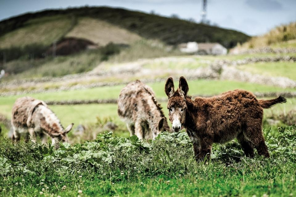 Graciosa para um roteiro Evasões