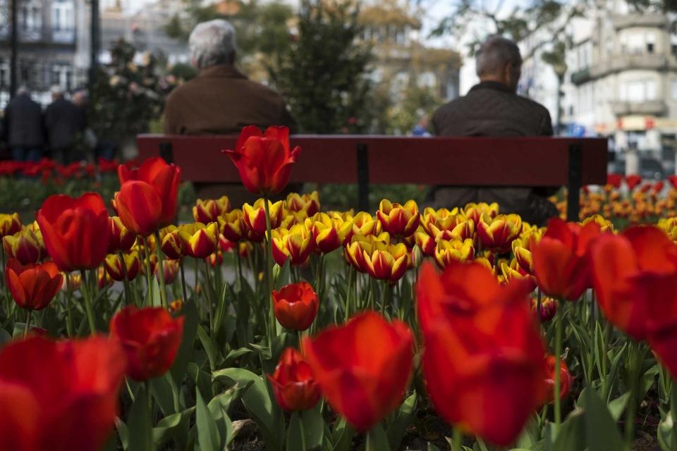 As Tulipas estão por toda a parte na cidade do Porto