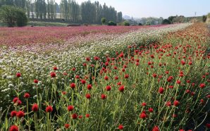 7 passeios com histórias de amor de norte a sul do país