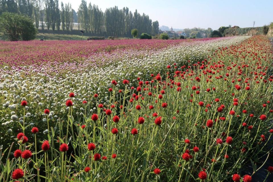 Perpétuas 8_resultado