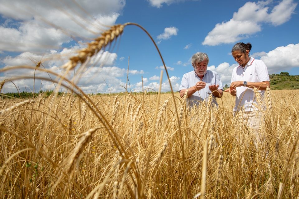 Há novas pizas em Lisboa feitas com trigo português resgatado da extinção