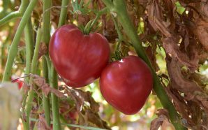 O melhor tomate coração de boi do Douro elege-se este mês