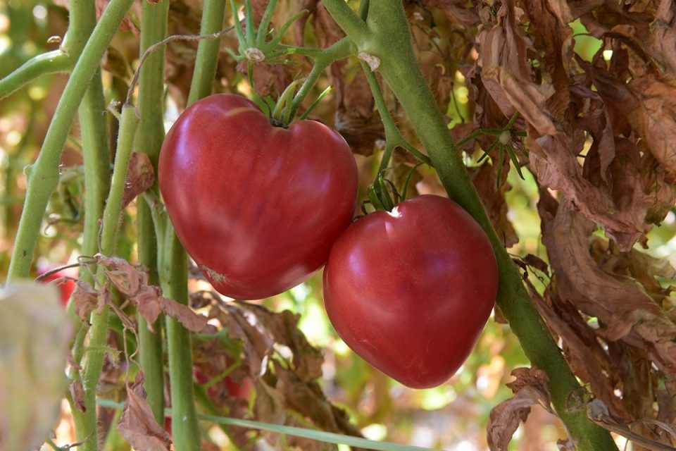 O melhor tomate coração de boi do Douro elege-se este mês