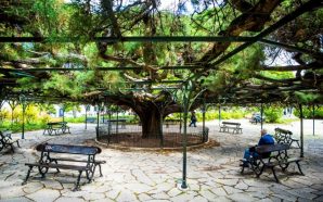 Se há poiso obrigatório para mercados é no Jardim do Príncipe Real, que todos os fins-de-semana é ocupado por bancas de pequenos produtores e artesãos. O melhor é levar um saquinho de pano, que isto do plástico já não se usa, para tratar das compras da semana no que diz respeito às frutas e legumes frescos: todos os sábados há mercado biológico, das 07.00 às 14.00.