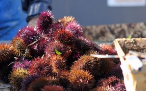 O novo templo do ouriço-do-mar: chegou a primeira Ouriçaria portuguesa