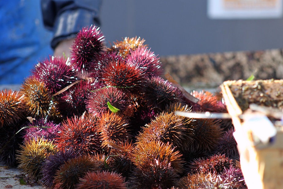 O novo templo do ouriço-do-mar: chegou a primeira Ouriçaria portuguesa