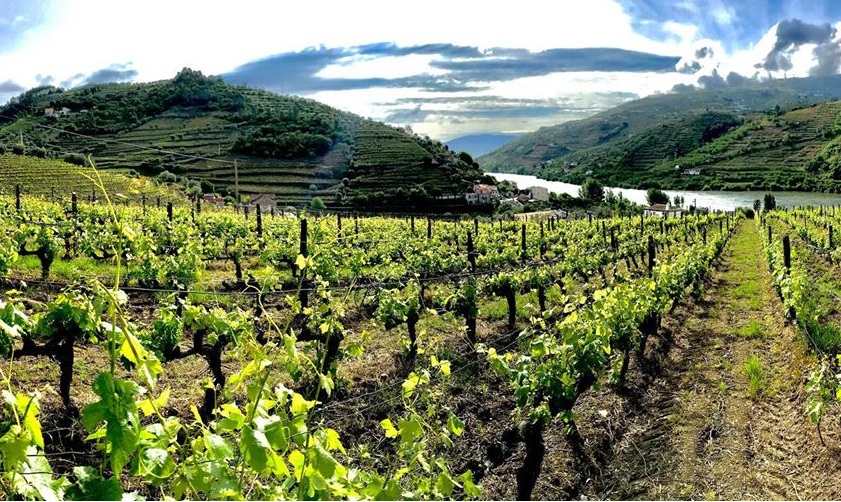 Crítica de vinhos: quando vinha e mãe dão uma história de amor no Douro