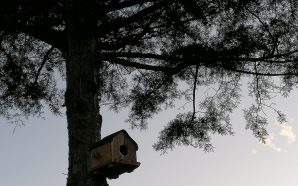 Esta semana ficámos... a instalar uma casa de pássaros, treinar massas indianas e ver cinema