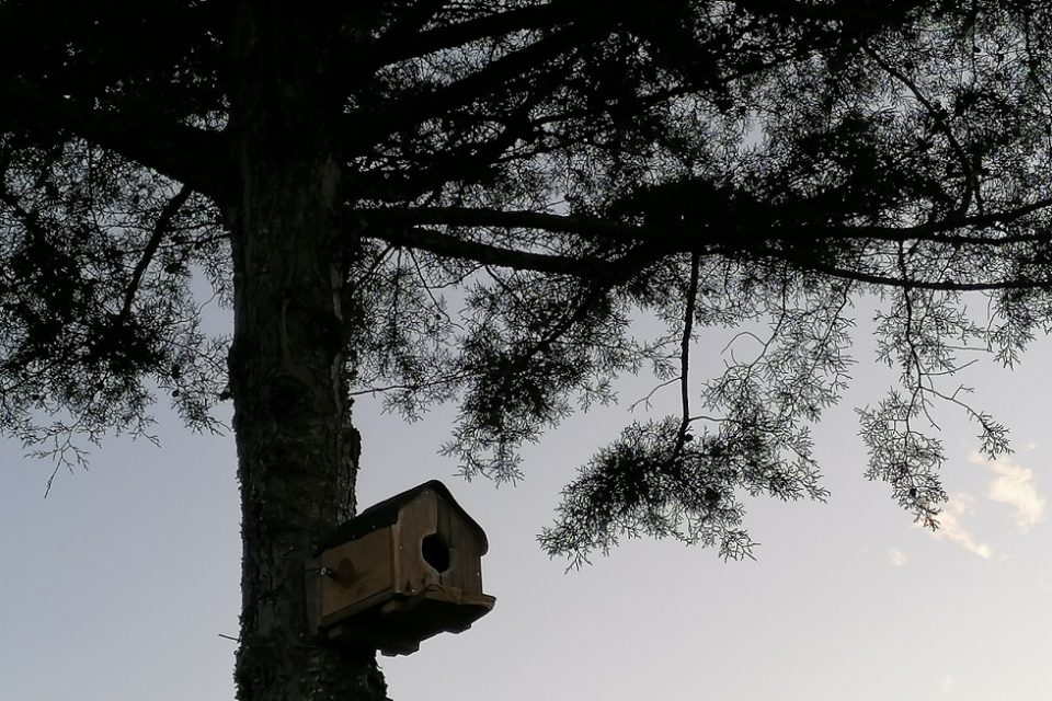 Esta semana ficámos... a instalar uma casa de pássaros, treinar massas indianas e ver cinema