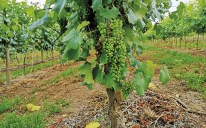 Esta semana passeámos entre vinhas de Verde, girafas e areais