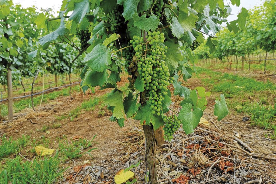 Esta semana passeámos entre vinhas de Verde, girafas e areais