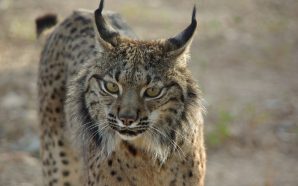 Mértola: há novas formas de conhecer o lince-ibérico no Baixo Alentejo